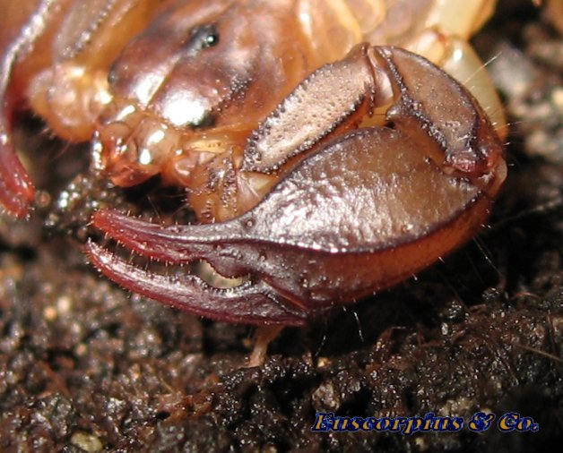 Chela maschio di Euscorpius sicanus