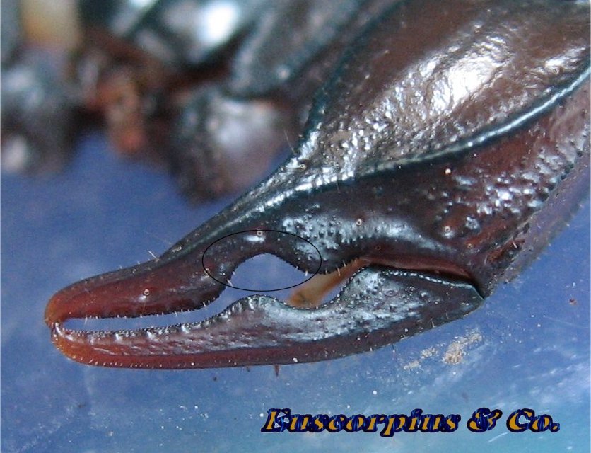 tacca su chela di Euscorpius flavicaudis